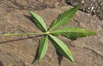 Cleome boliviensis - Lower surface of leaf - Click to enlarge!