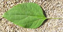 Clerodendrum trichotomum - Upper surface of leaf - Click to enlarge!