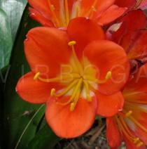 Clivia miniata - Flower - Click to enlarge!