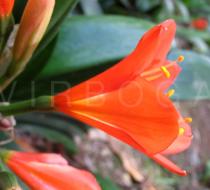 Clivia miniata - Flower side view - Click to enlarge!