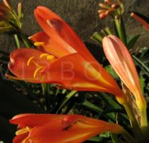 Clivia miniata - Flower, side view - Click to enlarge!