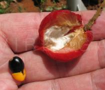 Cnestis ferruginea - Opened pod and seed - Click to enlarge!