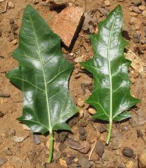 Cnidoscolus quercifolius - Upper and lower surface of leaf - Click to enlarge!