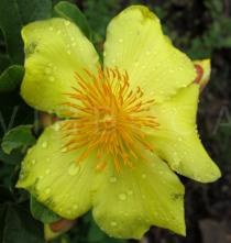 Cochlospermum planchonii - Flower - Click to enlarge!