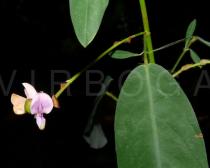 Codoriocalyx motorius - Flowers - Click to enlarge!