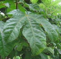 Cola millenii - Upper surface of leaf - Click to enlarge!