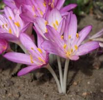 Colchicum autumnale - Flowers, side view - Click to enlarge!