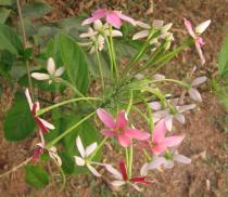 Combretum indicum - Inflorescence - Click to enlarge!