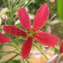 Combretum indicum - Flower - Click to enlarge!