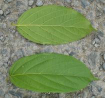 Combretum indicum - Upper and lower surface of leaf - Click to enlarge!