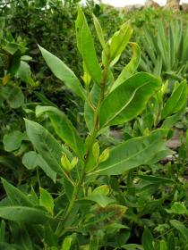 Conocarpus erectus - Branch - Click to enlarge!