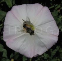 Convolvulus arvensis - Flower with pollinator [hover fly (family Syrphidae)] - Click to enlarge!