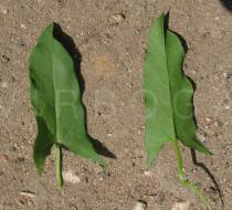 Convolvulus arvensis - Upper and lower surface of leaves - Click to enlarge!