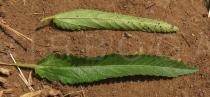 Corchorus trilocularis - Upper and lower surface of leaf - Click to enlarge!