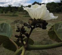 Cordia africana - Flower, side view - Click to enlarge!