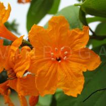 Cordia sebestena - Flower - Click to enlarge!