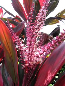 Cordyline fruticosa - Inflorescence - Click to enlarge!