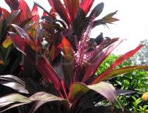 Cordyline fruticosa - Foliage and inflorescence - Click to enlarge!