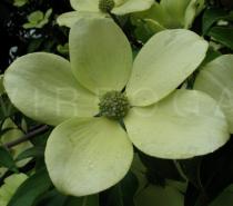 Cornus nuttallii - Inflorescence surrounded by large greenish-white bracts - Click to enlarge!