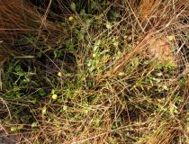 Cotula coronopifolia - Habit - Click to enlarge!