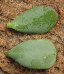 Crassula arborea - Upper and lower surface of leaf - Click to enlarge!
