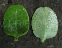 Crassula multicava - Upper and lower side of leaf - Click to enlarge!