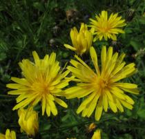 Crepis nicaeensis - Flower heads - Click to enlarge!