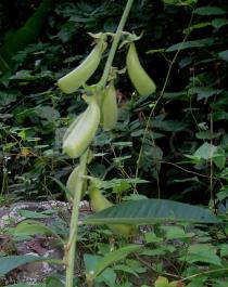 Crotalaria assamica - Pods - Click to enlarge!