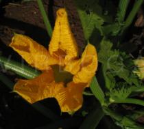 Cucurbita pepo - Flowers close-up - Click to enlarge!