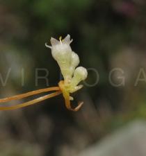 Cuscuta campestris - Flower side view - Click to enlarge!