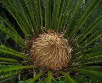 Cycas revoluta - Tuft of large leaves arranged in a spiral - Click to enlarge!