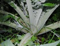 Cynara cardunculus - Basal rosette - Click to enlarge!