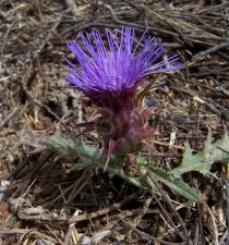 Cynara humilis - Flower head - Click to enlarge!