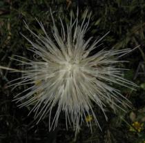 Cynara humilis - Flower head (white flower form) - Click to enlarge!