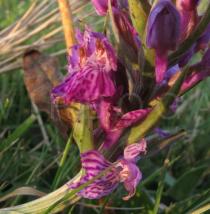 Dactylorhiza maculata - Flowers - Click to enlarge!