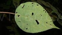 Debregeasia squamata - Upper surface of leaf - Click to enlarge!