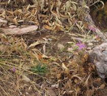 Dianthus broteri - Habit - Click to enlarge!
