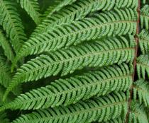 Dicksonia squarrosa - Section of the upper frond - Click to enlarge!