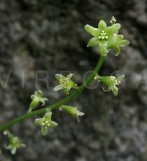 Dioscorea communis - Flower - Click to enlarge!