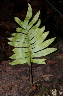 Drynaria parishii - Lower surface of frond, note the sori - Click to enlarge!