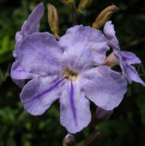 Duranta erecta - Flower - Click to enlarge!