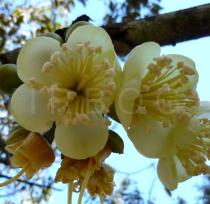 Durio zibethinus - Flowers - Click to enlarge!