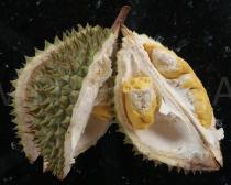 Durio zibethinus - Opened fruit - Click to enlarge!