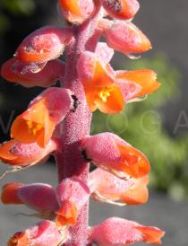 Dyckia brasiliana - Flowers - Click to enlarge!
