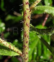 Echium tuberculatum - Stem close-up - Click to enlarge!