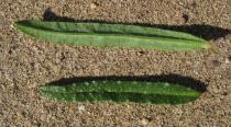 Echium tuberculatum - Upper and lower surface of leaf - Click to enlarge!