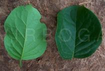 Ehretia cymosa - Upper and lower surface of leaf - Click to enlarge!