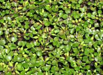 Eichhornia crassipes - Habit - Click to enlarge!