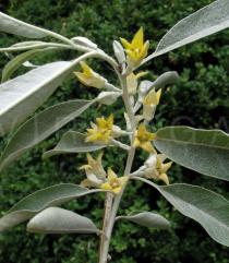Elaeagnus angustifolia - Twig with flowers - Click to enlarge!