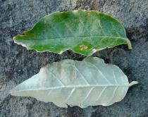 Elaeagnus umbellata - Leaf - Click to enlarge!